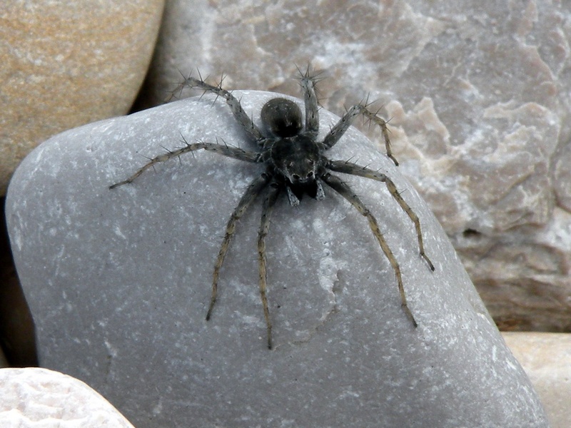 Pardosa sp.